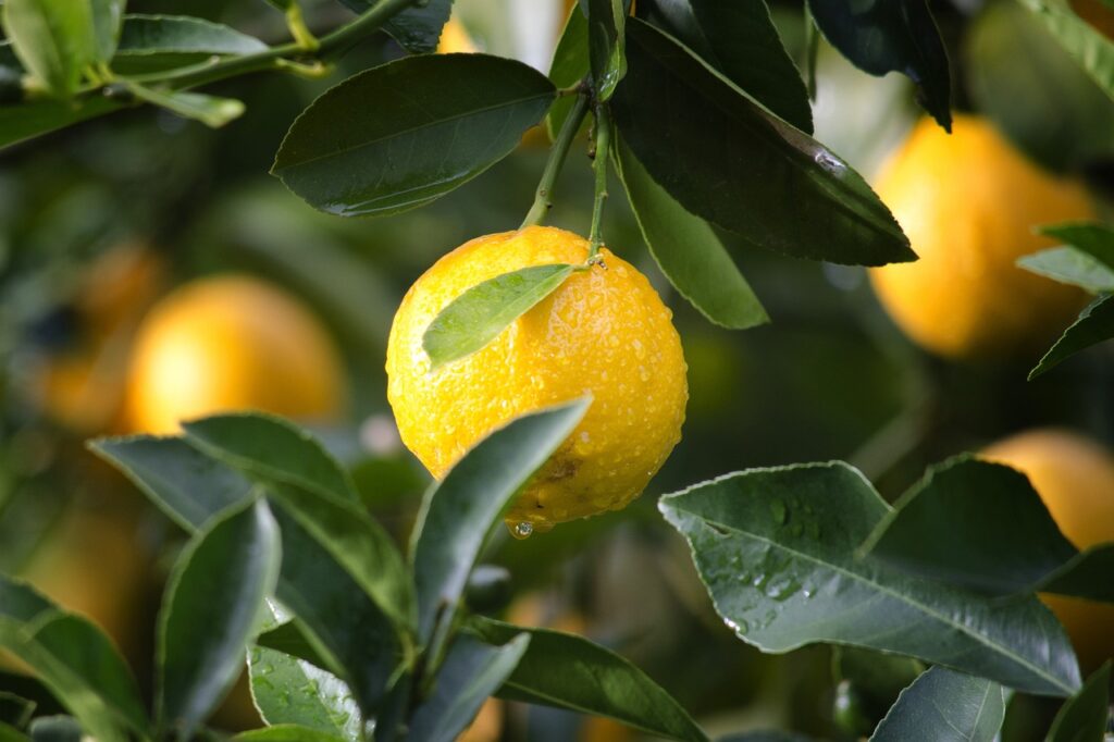 limón en árbol